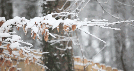 a1.gif